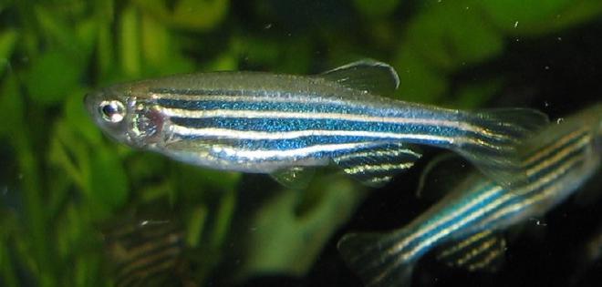 Danio rerio, pez cebra, Zebrafish. Un ejemplar hembra de pez cebra (Danio rerio) con cola de abanico. Crédito de la imagen: Azul, en Wikipedia en inglés