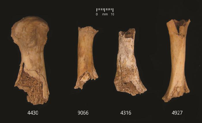 Huesos dañados. Huesos que muestran daños atribuidos a la posible masticación humana: de izquierda a derecha: metatarsiano 1, metatarsiano, clavícula, metatarsiano. Crédito de la imagen: Schulting et al. Antiquity, diciembre de 2024.