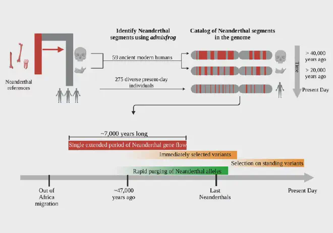 Los investigadores identificaron regiones con ascendencia neandertal en más de 300 individuos. Evaluaron cómo se compartieron segmentos, infirieron el flujo genético y analizaron la variación para identificar candidatos para la selección positiva y negativa. © Leonardo Iasi et al., Science (2024)