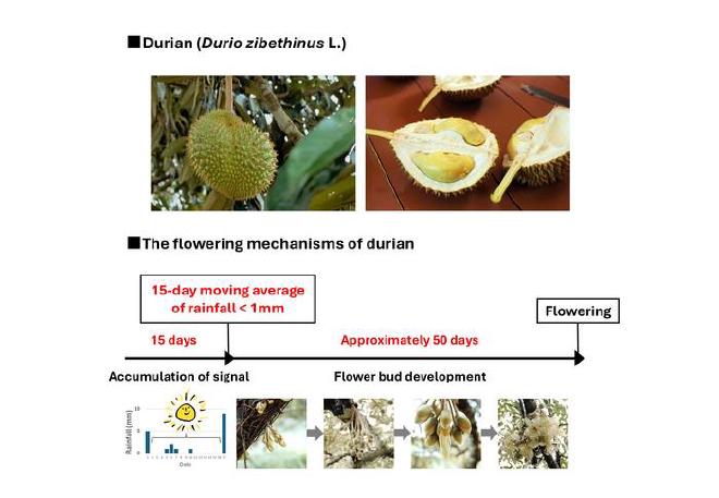 Se descubrió que las plantas de durián florecían tras un período seco, y de bajas temperaturas, de 15 días, aproximadamente 50 días desde el final de la sequía. Crédito: Universidad Metropolitana de Tokio