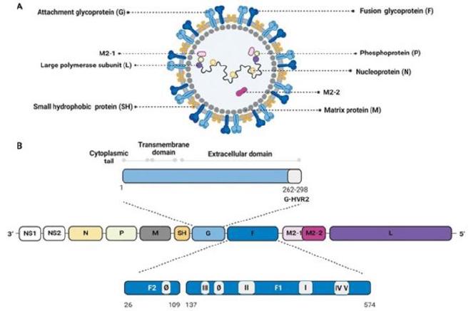 Estructura del VRS, que muestra sus componentes de ARN y proteínas que permiten la adhesión e invasión celular. El virus imácta múltiples sistemas del cuerpo, incluyendo el respiratorio, el cardiovascular y el digestivo, provocando complicaciones graves en poblaciones de alto riesgo, como los bebés y los adultos mayores. Crédito: Chinese Medical Journal