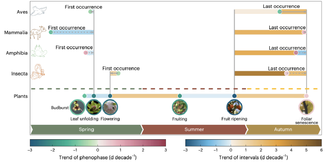 Illustration of asynchronous phenological changes between plants and animals in the Northern Hemisphere. Credit: Lang Weiguang, Piao Shilong, Zhang Yao et al.