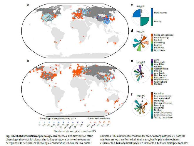 Distribución global de registros fenológicos. a. Distribución de sitios de observación de fenología vegetal; b. Distribución de sitios de observación de fenología animal; c. Especies de plantas; d. Categorías de fenología vegetal; e. Clases de animales; f. Categorías de fenología animal. Crédito de la imagen: Lang Weiguang, Piao Shlong y Zhang Yao et al.