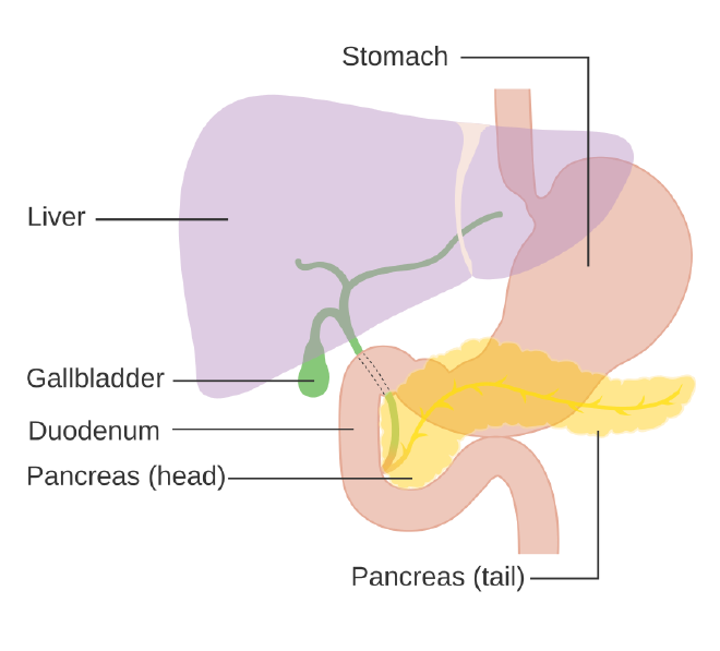 Diagrama que muestra la posición del páncreas. La imagen fue realizada por <a href="http://www.cancerresearchuk.org/"   target="_blank">
    Cancer Research UK</a>/Wikimedia Commons