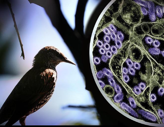 Fotografía de un ave silvestre. A la derecha se muestra una micrografía electrónica de transmisión coloreada de partículas del virus H5N1 (violeta). La gripe aviar H5N1 está muy extendida entre las aves silvestres de todo el mundo y en 2024 provocó un brote en varios estados de Estados Unidos en aves de corral y vacas lecheras. Crédito: NIAID y CDC