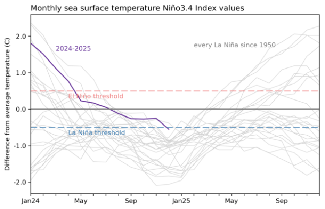 Historial de 2 años de las temperaturas de la superficie del mar en la región de Niño-3.4 del Pacífico tropical para todos los eventos de La Niña desde 1950 (líneas grises) y el evento reciente (2024-25) (línea violeta). Después de permanecer neutral durante la mayor parte de 2024, el índice de Niño-3.4 superó el umbral de La Niña en diciembre de 2024. Gráfico de Emily Becker basado en datos mensuales del índice de Niño-3.4 <a href="https://www.cpc.ncep.noaa.gov/products/analysis_monitoring/ensostuff/detrend.nino34.ascii.txt"   target="_blank">
    del CPC</a> utilizando <a href="https://www.ncei.noaa.gov/products/extended-reconstructed-sst"   target="_blank">
    ERSSTv5</a>