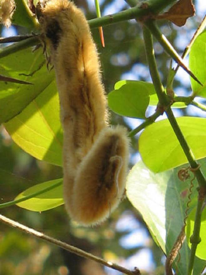 Mucuna pruriens