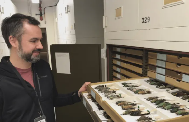 El autor principal Chad Eliason con ejemplares de colibríes en las colecciones del Museo Field de Chicago