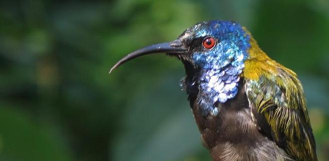 Ejemplar de Nectariniidae cabeza azul en Albertine Rift: un ejemplo de ave tropical con plumas iridiscentes y coloridas