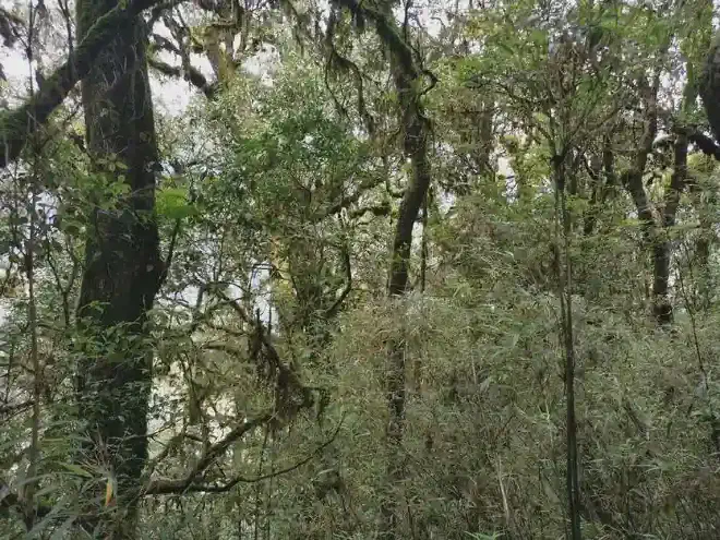 Bosque a 2.800 metros de altitud