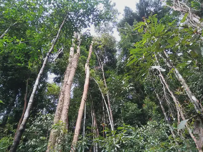 Bosque a más de 1.000 metros de altitud