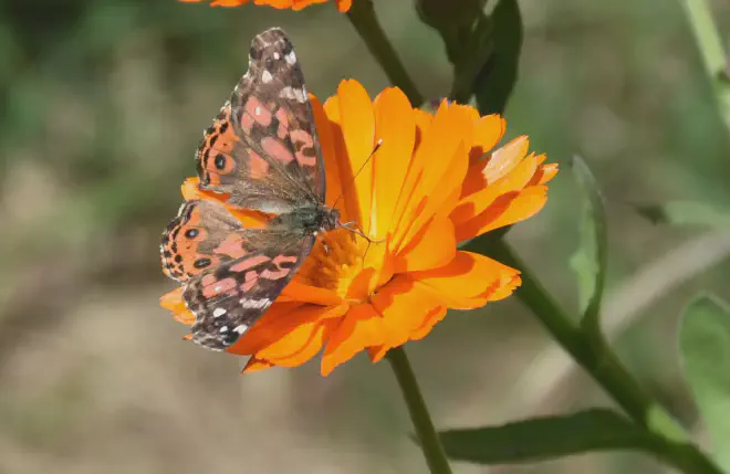 Mariposa Vanessa cardui libando en una flor de Caléndula