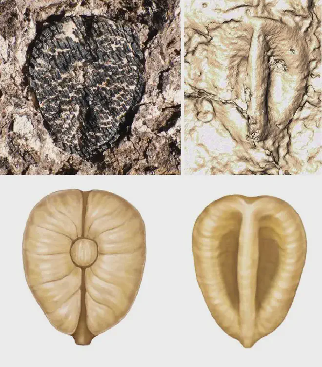 Lithouva: la uva fósil más antigua del hemisferio occidental