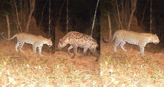 Imágenes de cámaras trampa en las montañas Udzungwa