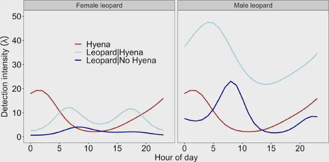 Patrones de actividad diaria predichos por modelos para leopardos machos y hembras en presencia o ausencia de hienas