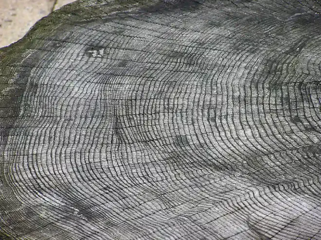 Anillos de crecimiento de un árbol