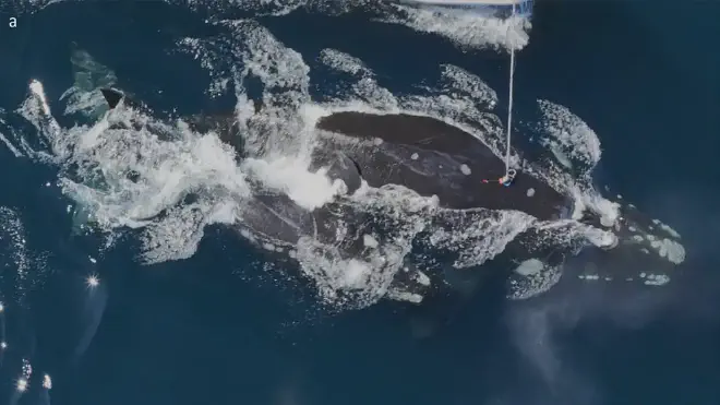 Proceso de colocación de la CRITTERCAM a una ballena franca. Crédito de la imagen