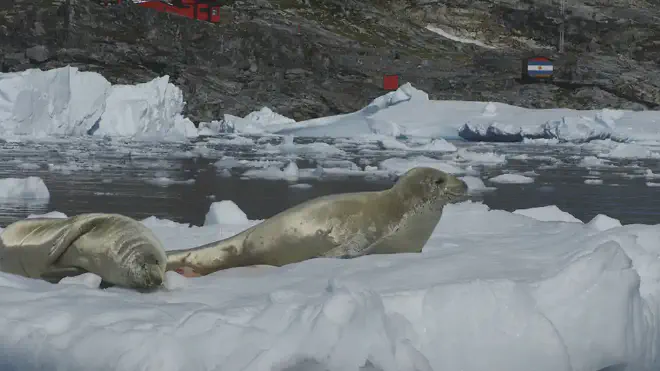 Foca cangrejera