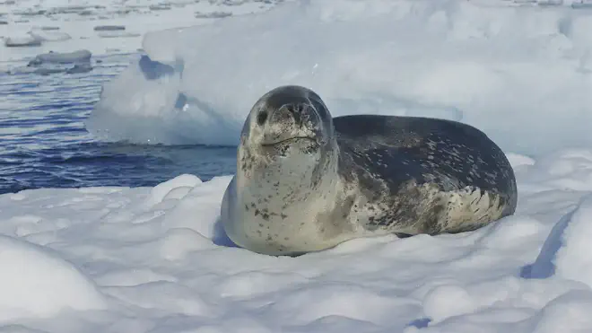 Foca leopardo