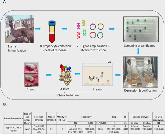 Esquema de desarrollo y caracterización de nanocuerpos específicos de H1N1