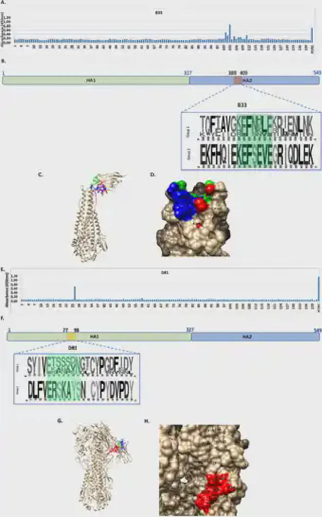 Mapeo de epítopos lineales reconocidos por B33 y D81