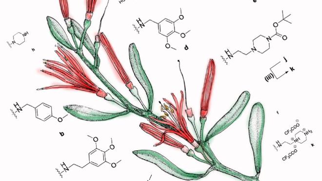 Investigadores del CONICET sintetizaron compuestos capaces de inhibir una proteína que reduce la eficacia de la quimioterapia a partir de una molécula obtenida de la planta Ligaria cuneifolia