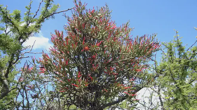 Ligalia cuneifolia