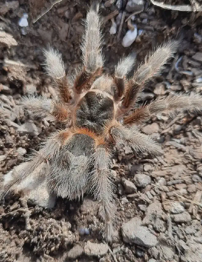 Ejemplar joven de tarántula