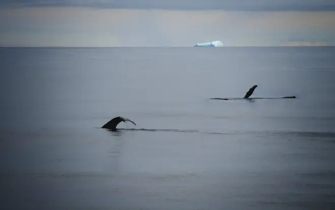 La imagen de ballenas nadando en aguas de la Antártida oriental fue tomada el 28 de enero de 2017 durante la campaña oceanográfica ítalo-australiana realizada a bordo del N/R Investigator en el marco del proyecto PNRA TYTAN