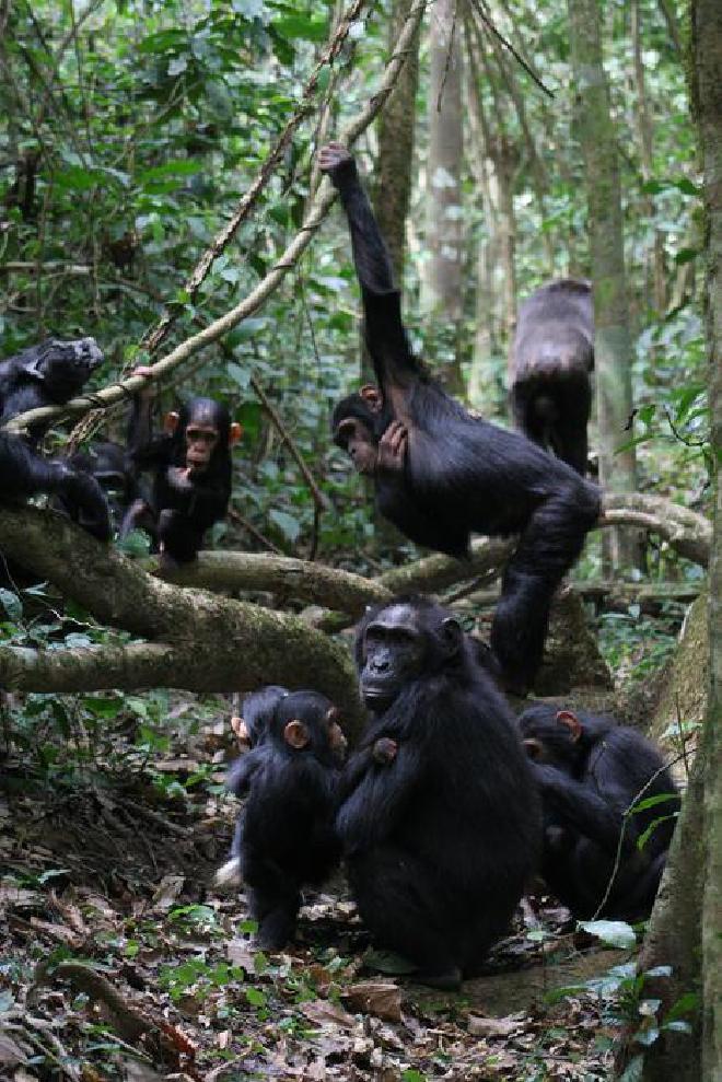 Grupo de chimpancés en el que hay madres, jóvenes, casi adultos y bebés que se asean y divierten