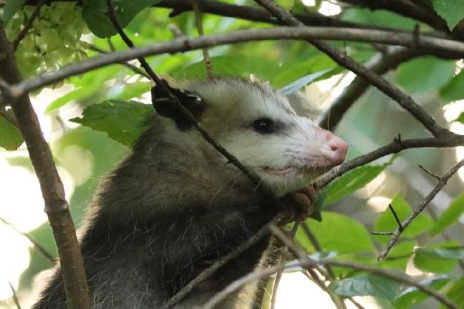 Un estudio de la Universidad de Vrginia Tech sobre la fauna silvestre común en Virginia, descubrió que el SARS-COV-2, el virus responsable de la COVID-19, está muy extendido entre los animales, en particular en zonas de alta actividad humana