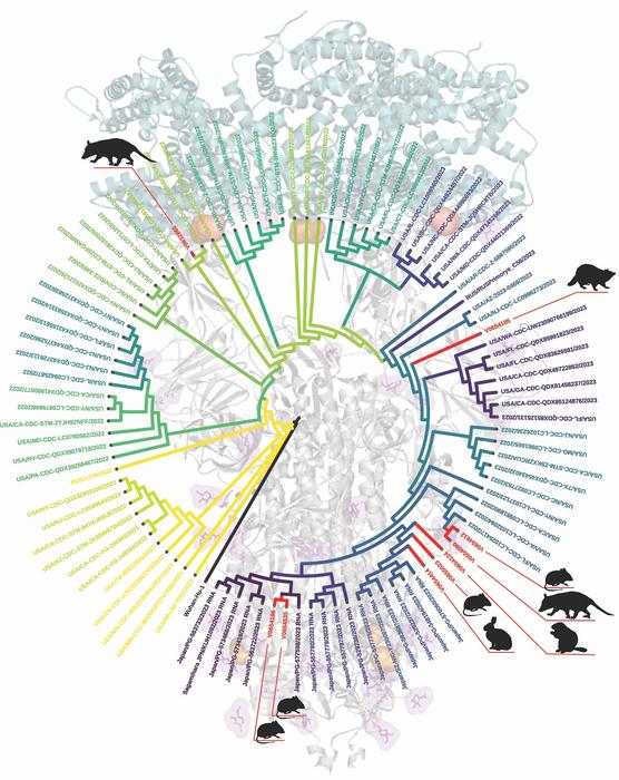 Imagina que un virus es como una llave y las células que puede infectar son como cerraduras. Un virus no puede infectar ninguna célula de ningún animal; necesita encontrar una célula con la “cerradura” adecuada (llamada receptor) o cambiar su clave (las proteínas virales) para que encaje en una nueva cerradura