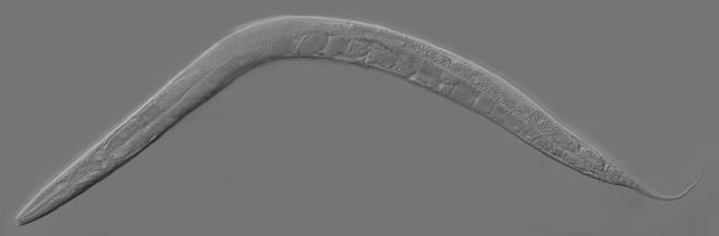Imagen de Caenorhabditis elegans donada por Zeynep F. Altun